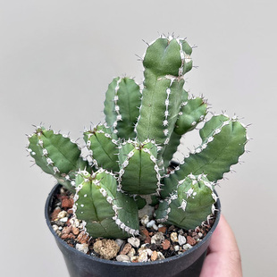 植物员外 白线麒麟 稀有大戟科沙生植物仙人球多肉植物组合盆栽