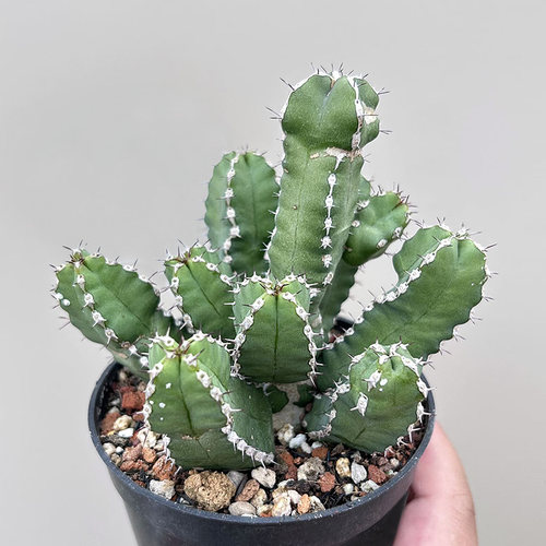 白线麒麟稀有大戟科沙生植物