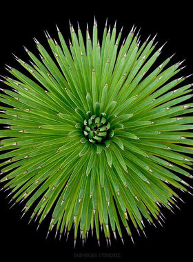 植物员外 绿姬吹上agave strictanana一物一拍龙舌兰多肉植物盆栽