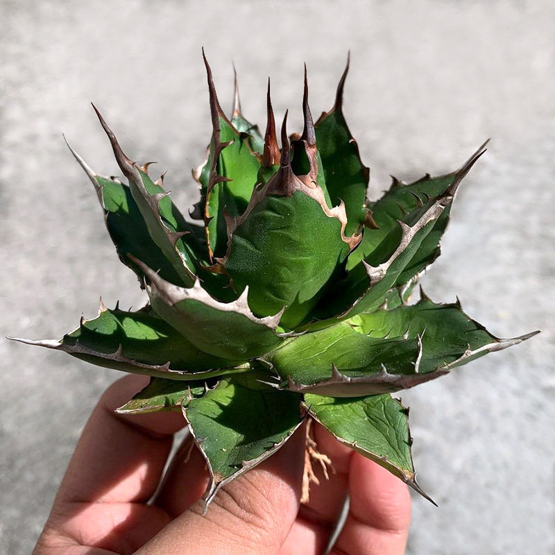 植物员外 姬霍利达agave horrida一物一拍 龙舌兰沙生耐旱多肉植