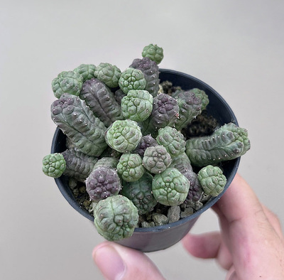 稚儿麒麟大戟科仙人球一物一拍