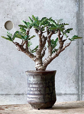 植物员外 沙漠苏木Senna meridionalis一物一拍 实生块根绿植盆栽