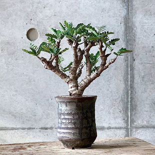 植物员外 沙漠苏木Senna meridionalis一物一拍 实生块根绿植盆栽