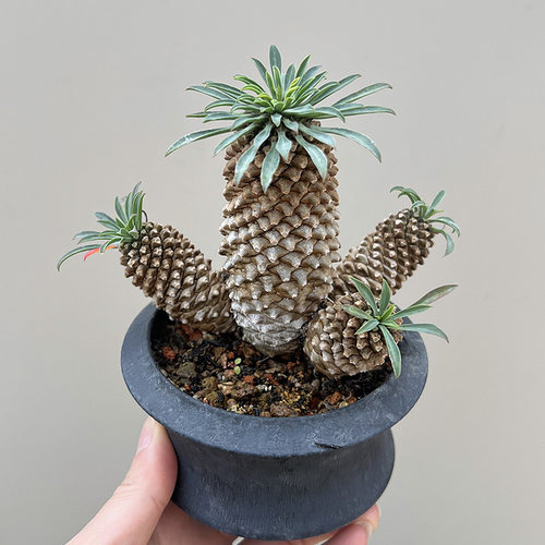 植物员外 铁甲麒麟 一物一拍 大戟科 块根 多肉植物 盆栽