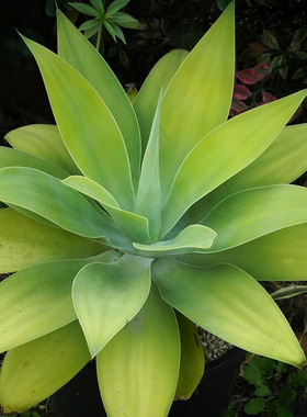 植物员外 狐尾Agave attenuata一物一拍 无刺稀有龙舌兰绿植盆栽