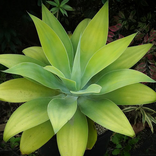 植物员外 狐尾Agave attenuata一物一拍 无刺稀有龙舌兰绿植盆栽