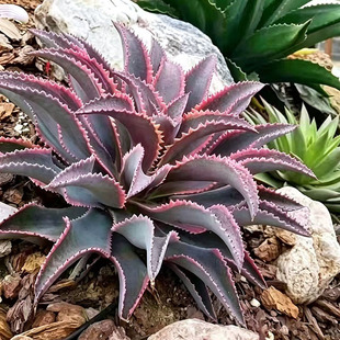 植物员外 银狐锦 银狐白覆轮 一物一拍 血雨系 龙舌兰 绿植盆栽