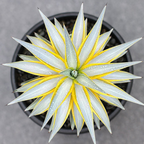 银河旅人覆轮锦龙舌兰一物一拍