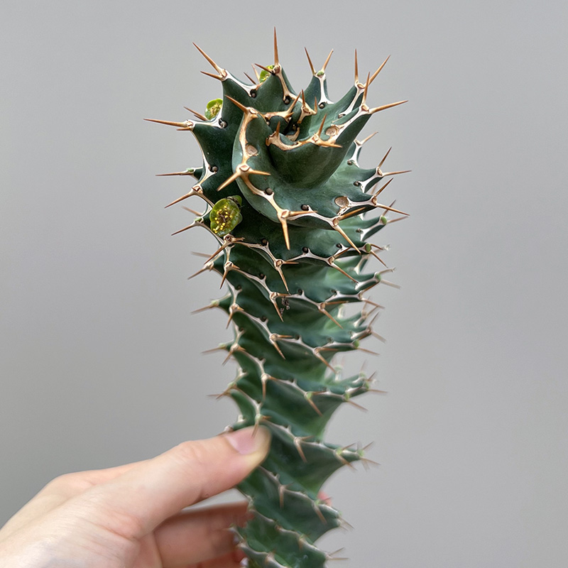 螺旋麒麟旋转造型大戟科