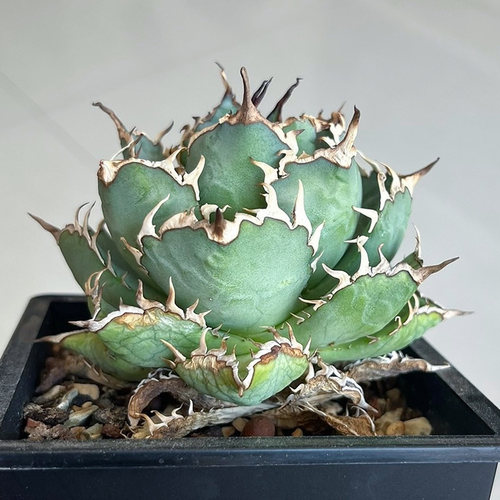 植物员外 拇指严龙 一物一拍仁王冠系列龙舌兰 植物组合盆栽