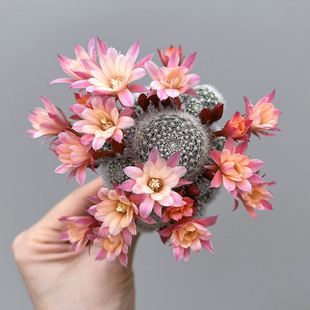 杏蝶 金蝶 银蝶丸宝山仙人球多肉组合盆栽沟宝山属 粉蝶 植物员外