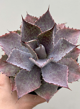 植物员外 血蟹一物一拍 血雨甲蟹杂交龙舌兰阳台植物多肉组合盆栽