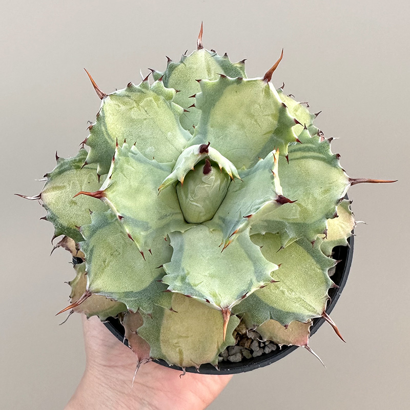 植物员外 雷神浅中斑 龙舌兰科沙生沙漠绿化植物仙人掌多肉盆栽