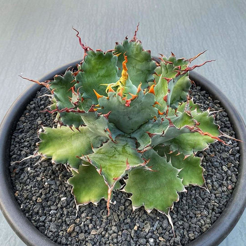 植物员外 超级曲刺雷神一物一拍 稀有龙舌兰阳台庭院绿植组合盆栽