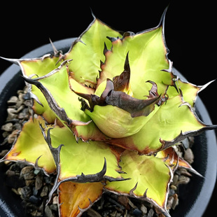 植物员外 黑火焰仁王冠一物一拍 黑火龙舌兰多肉植物组合盆栽