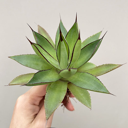 植物员外泷雷龙舌兰景观防辐射