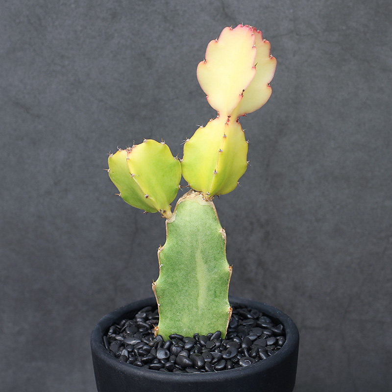 植物员外 黄金三角柱 三角柱锦一物一拍稀有黄体大戟科仙人柱多肉