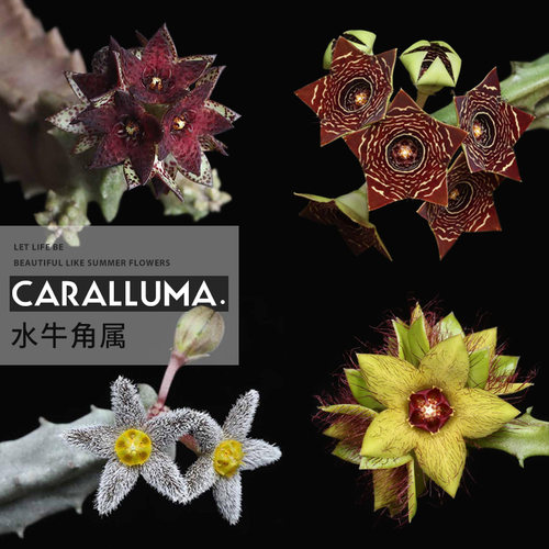 白珊瑚霜姬水牛角属萝藦科多肉