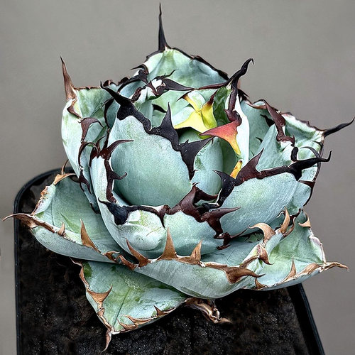 中小型龙舌兰组合盆栽多肉植物