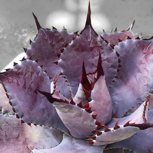 植物员外 紫罗兰血后一物一拍 血雷系列杂交龙舌兰绿植组合盆栽