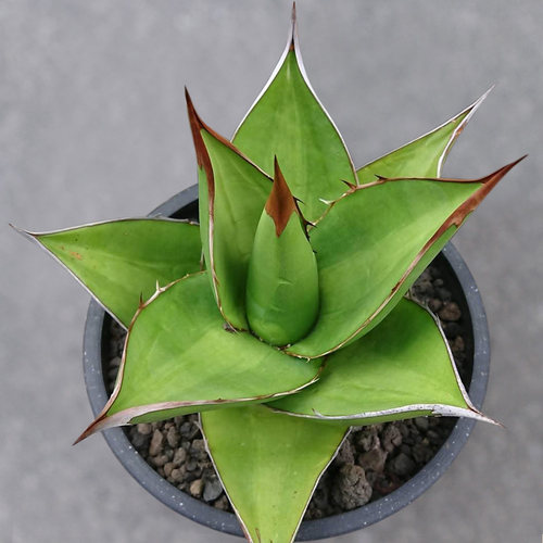 植物员外龙舌兰仁王冠黑豹