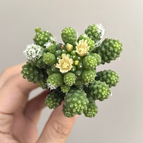无刺银手指乳突球属开花仙人球