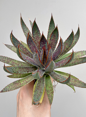 植物员外 璀璨之星一物一拍 鹰爪弯钩血雨杂交龙舌兰绿植组合盆栽