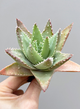 植物员外 龙山芦荟锦 龙山一物一拍 淡蓝绿色原生芦荟多肉组合盆