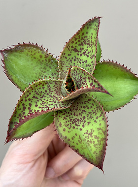 植物员外 疯狂翘发一物一拍 血雨杂龙舌兰麻花脸阳台多肉绿植盆栽