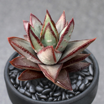 植物员外 白肌赤耳一物一拍 可晒出红边硬叶十二卷多肉组合盆栽