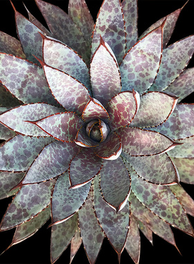 植物员外 紫君血雨agave mangave bloodspot一物一拍 龙舌兰植物