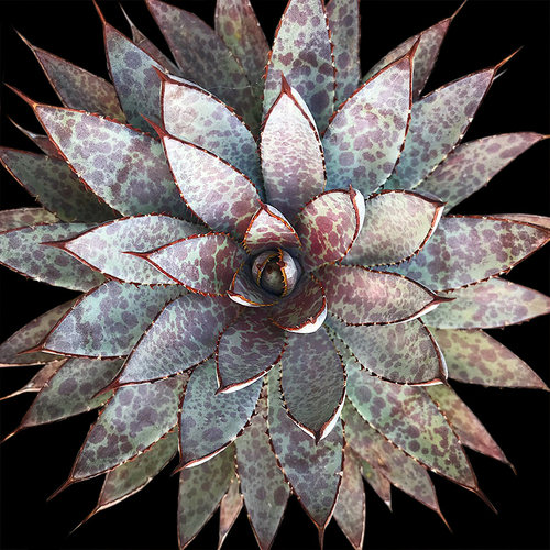 员外紫君血雨植物龙舌兰