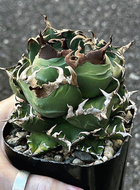 植物员外 魔丸仁王冠一物一拍 龙舌兰阳台多肉植物组合盆栽