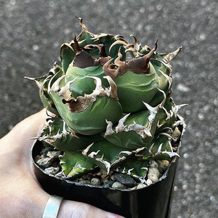 植物员外 魔丸仁王冠一物一拍 龙舌兰阳台多肉植物组合盆栽