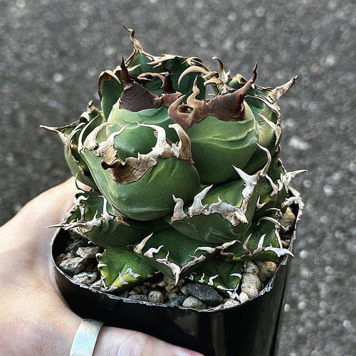 植物员外多肉植物龙舌兰