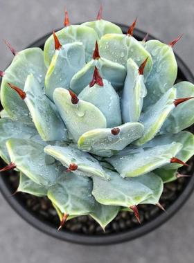 植物员外 一本刺agave spineless一物一拍 龙舌仁王冠兰盆栽