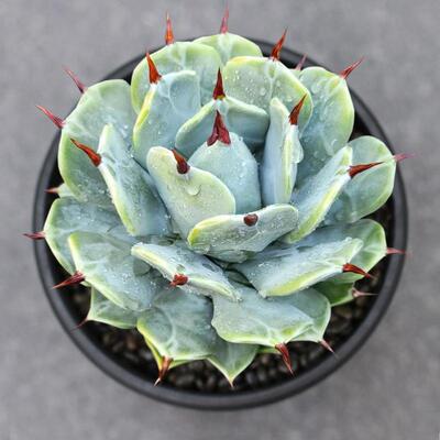 多肉植物龙舌兰花卉绿植盆栽