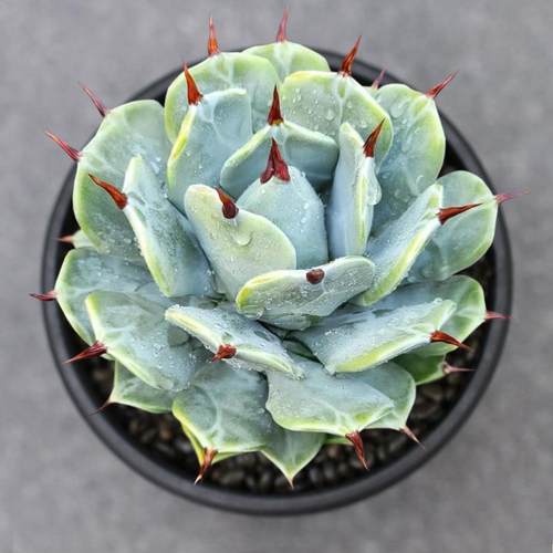 多肉植物龙舌兰花卉绿植盆栽