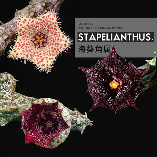 海马石榴海葵角毛绒角萝藦科多肉