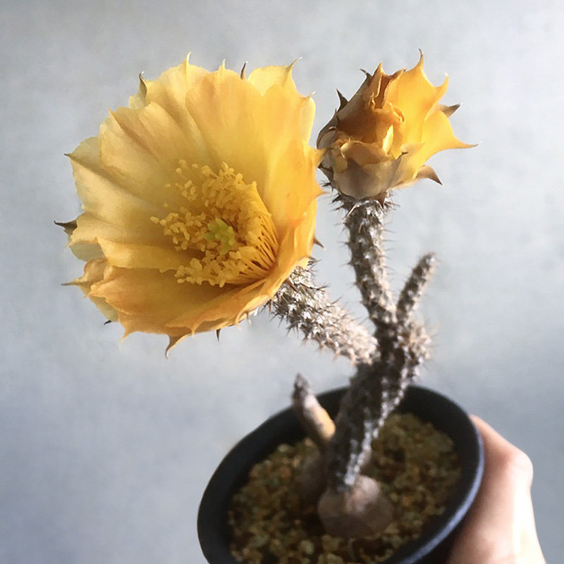 植物员外 黑龙团扇块根 大黄花稀有品种团扇仙人掌 多肉植物盆栽