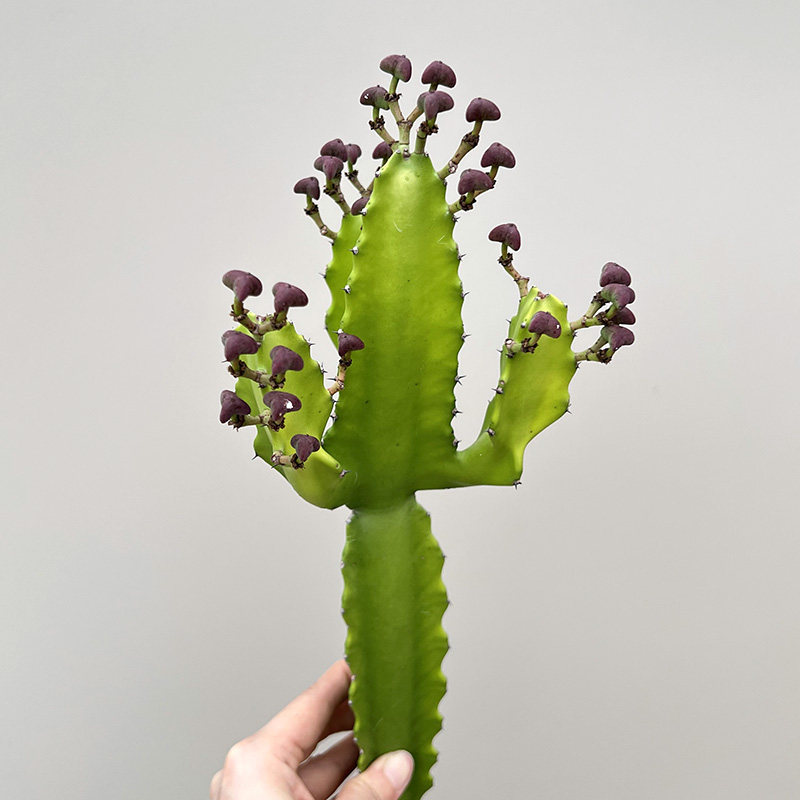 植物员外 三角大吉 无刺仙人掌大戟科仙人柱造景耐旱室内沙生多肉
