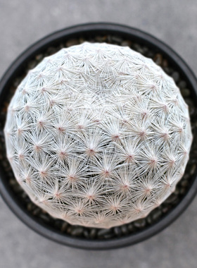 植物员外 白鸟实生一物一拍Mammillaria herrerae 乳突球属仙人球