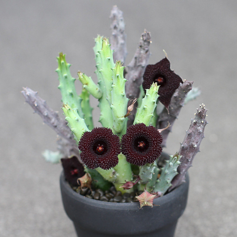 植物员外 杨梅果 开花奇异 萝藦科多肉植物 室内奇趣绿植花卉盆栽