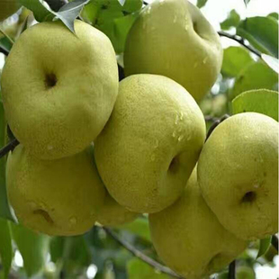 陕西延安宜川壶口酥梨鸭梨皮薄质细脆甜新鲜水果2024年包邮12斤