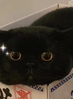 孟买猫宠物猫咪活体纯种活物小猫短腿黑猫玄猫纯黑色幼崽英短幼猫