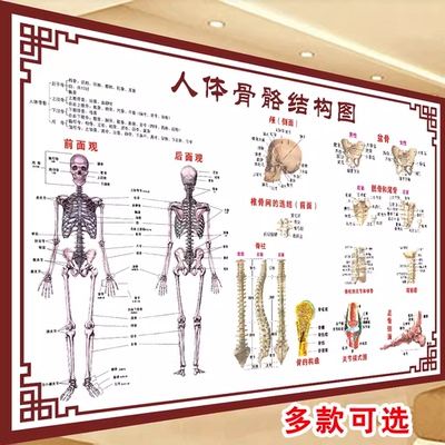 人体骨骼肌肉结构图肌肉分布图解脊椎骨头解剖医院高清大挂图