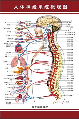 人体神经系统示意图医学宣传挂图人体器官解剖图医院布置海报墙贴