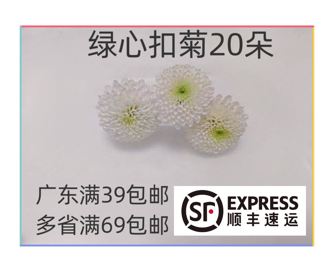 新鲜 白纽扣彩菊 纽扣菊琉心菊日料西餐酒店西餐摆盘装饰点缀花草