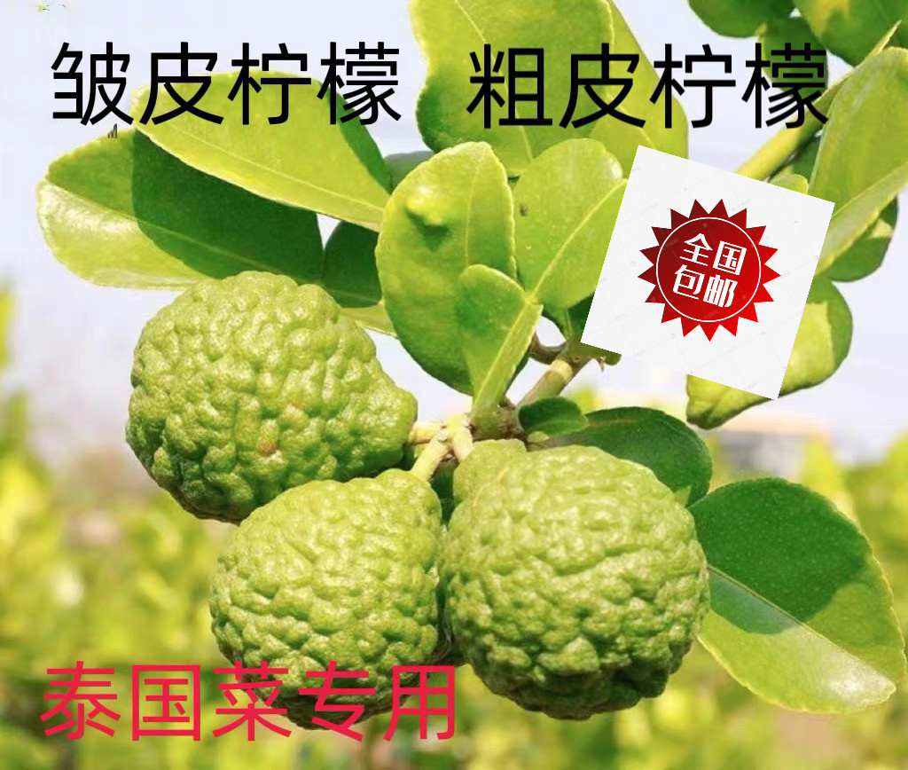 新鲜粗皮柠檬 丑果柠檬 皱皮柠檬 毛里橙泰国菜 马蜂橙5颗 10颗