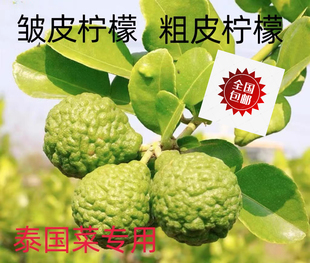 新鲜粗皮柠檬 丑果柠檬 皱皮柠檬 毛里橙泰国菜 马蜂橙5颗 10颗